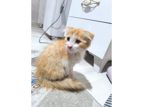Kedimiz satılık değil sahiplendirilecektir