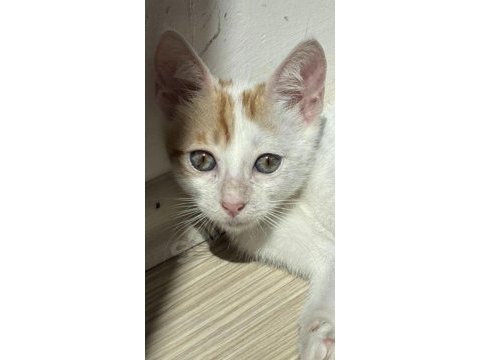 Tam bir yuva kedisi çok akıllı