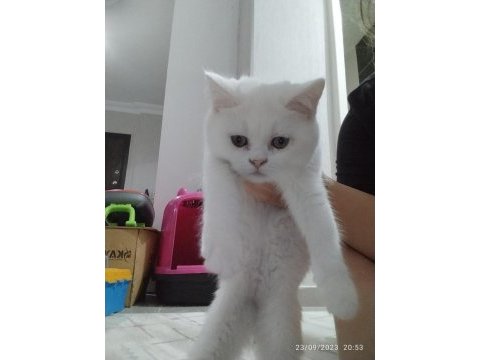Orjinal safkan british shorthair yavrular