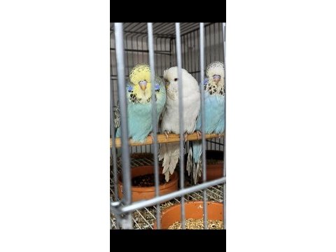 Üst vasıf show muhabbet yavru ve anaçlar mevcut