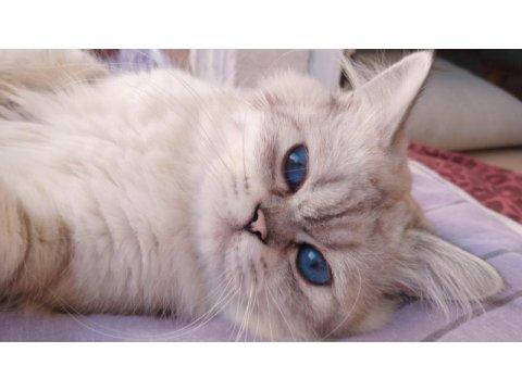 Oğluma yeni yuva arıyorum british longhair