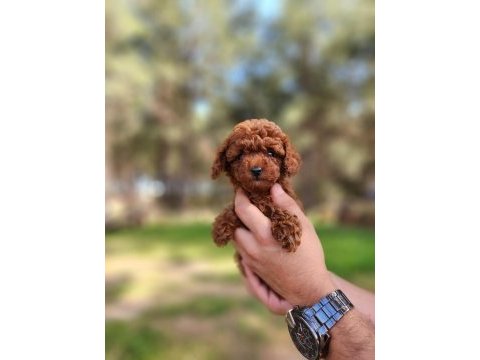 Kore dişi toy poodle yavrumuz