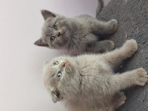 Isparta son 2 yavrum uygun puanla 1 dişi ve 1 erkek