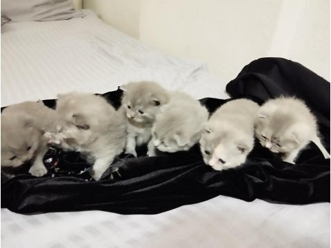 Scottish fold yavruları 25 günlük
