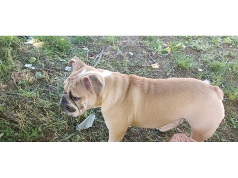 6 aylık dişi ingiliz bulldog