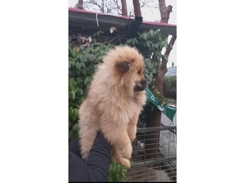 Pofuduk çin aslanı ayucuklar