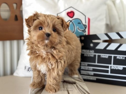 Petmode köğek çiftliğinden tea cup morkie yavrumuz