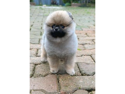 Dişi 3 aylık teacup boy teddy bear garantili pomeranian