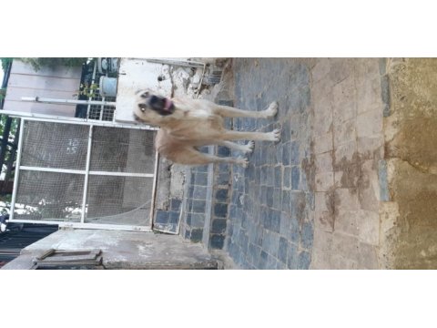 Türk çoban köpeği 2 yaşında kangal köpeği