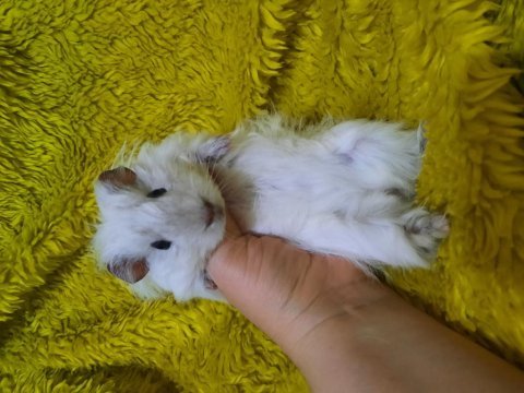 Dişi sheltie ginepig yavrumuz