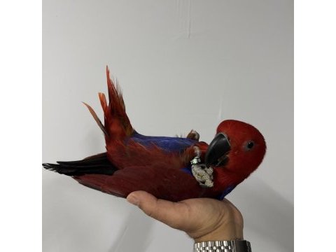 Eclectus papağanı yavru