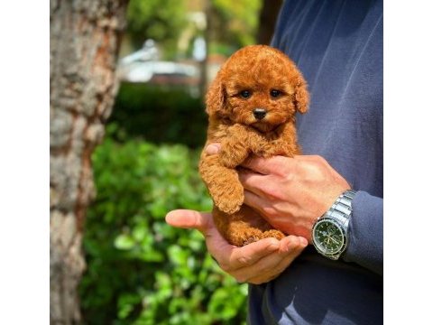 Toy poodle yavrular aynı gün gönderim kapıda ödeme