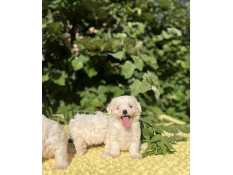 Kar beyaz ırk garantili maltese terrier yavrular