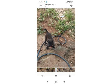 Üst düzey orijinal haymana karası çift köpeğimiz