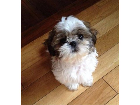 Dişi erkek shih tzu yavrularımız