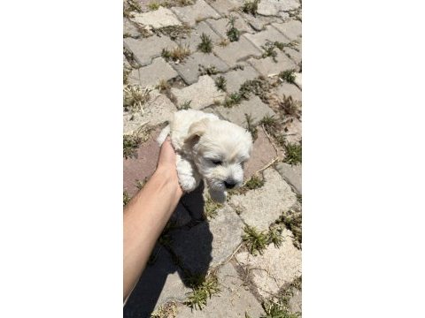 0 numara maltese terrier kızımız