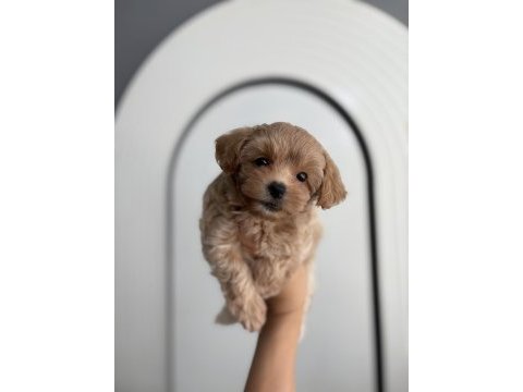 Maltipoo bebişler