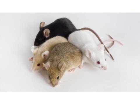 Lab - rat - dumbo rat - panda mice adrese teslim mevcut