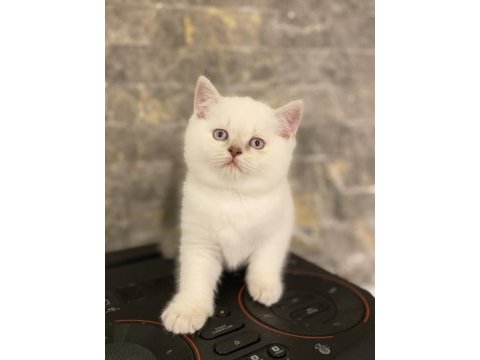 Brıtısh shorthair sılver yavrularım 