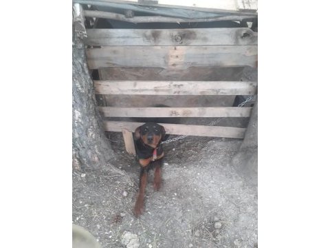 Rottweiler doberman kırması eğitimli