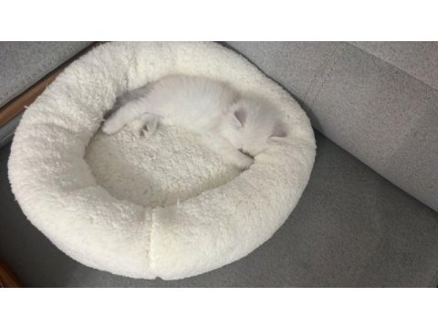 1,5 aylık oyuncu dişi british longhair silver point yavru