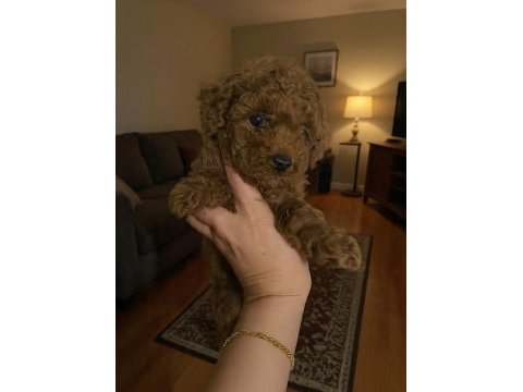 Evde bakılan sağlık ve ırk garantili poodle bebek