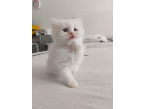 Safkan british shorthair yavruları