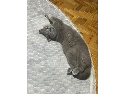 Sahiplendirilicek 4 yaşında kısır erkek kedimiz