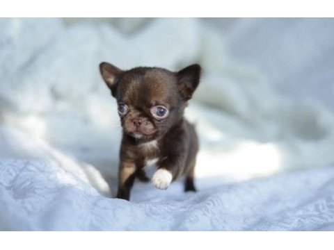 Birbirinden güzel safkan chihuahua yavrularımız