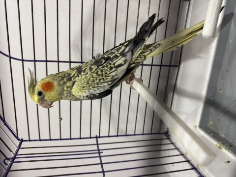 Erkek çok güzel jumbo sultan al götür kaçırma