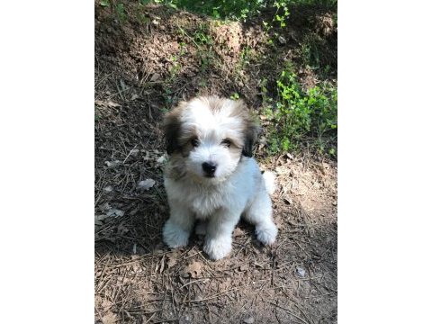 3 aylık terrier yavru