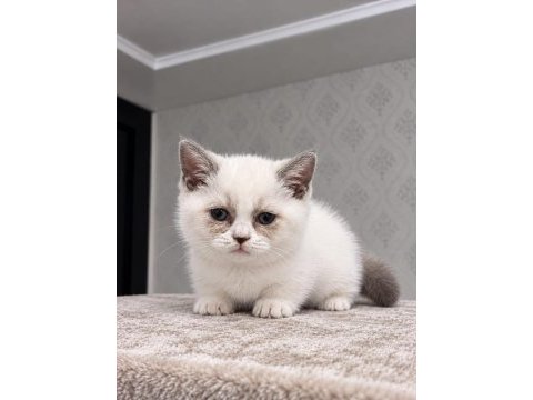 Munchkin yavrular