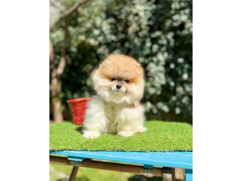 Orjinal ırk muhteşem güzellikte pomeranian boo yavrular