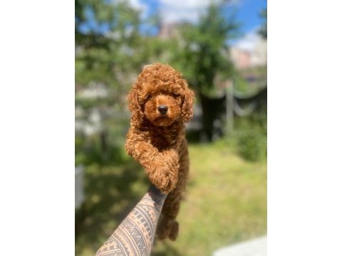 Tatlı poodle yavru köpeklerimiz