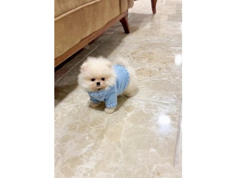 Oyuncak gibi mini boy erkek ve dişi pomeranian yavrular