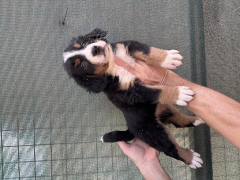Bernese cinsi yavrularımız