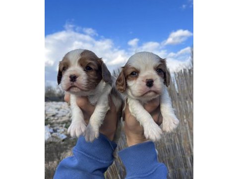 Bebek surat cavalier king charles yavrular