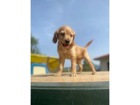 İngiliz cocker erkek