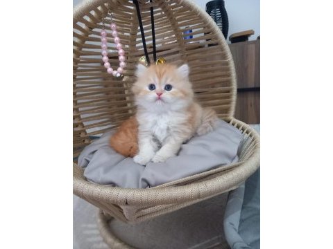 Golden british longhair yavrularımız