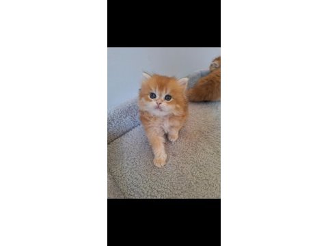 Ny12 erkek british longhair