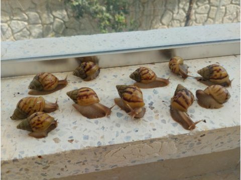 Devafrika salyongozu