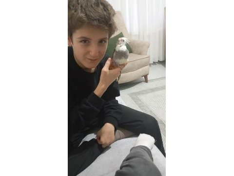 Elle beslenmiş yavru sultan papağanlar