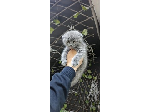 Kedilerimiz yeni yuvalarına gitmeye hazırlar