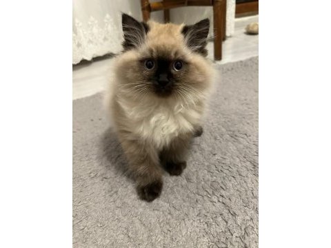 Kendi british longhair yavrularım sahiplendirme yapılacaktır