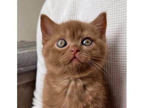 Nadir bulunan chocolate british shorthair 