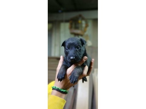Rezerveye acık safkan belçika malinois yavrular