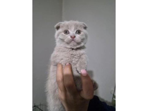 Scottish fold lilac fawn