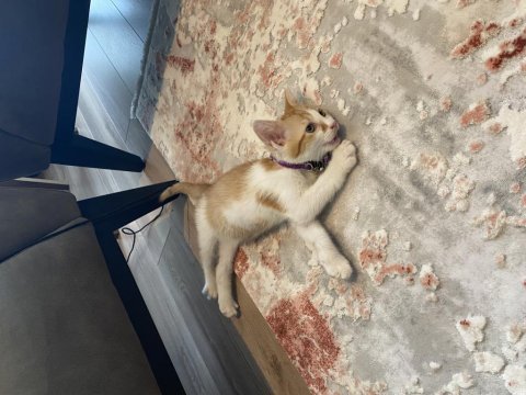 Kedimiz cesurumuzu sahiplendiriyoruz