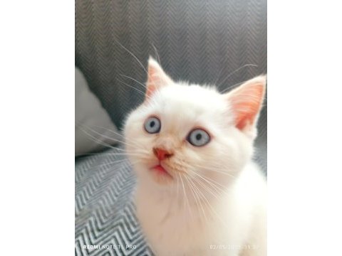 Sevimli british yavrumuz yeni sahibini bekliyor
