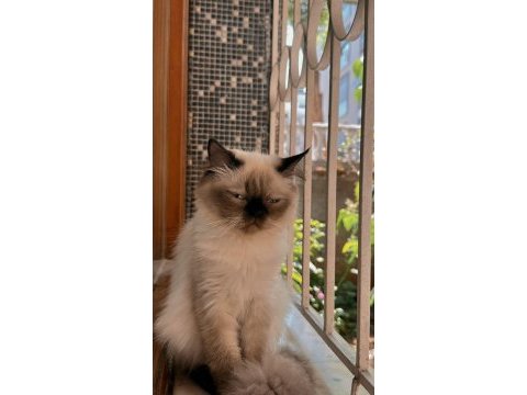 8 aylık himalayan cinsi kızımın yuvasını arıyorum